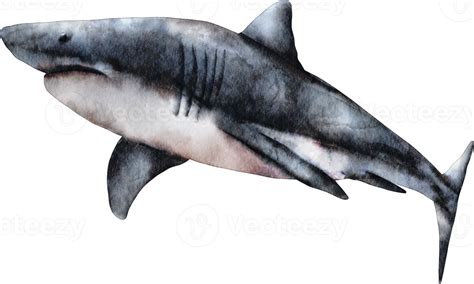 Watercolor Shark Sea Animal Clip Art 16532522 Png