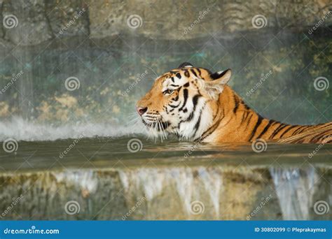 Tiger,wild cat stock image. Image of wildcat, wildlife - 30802099