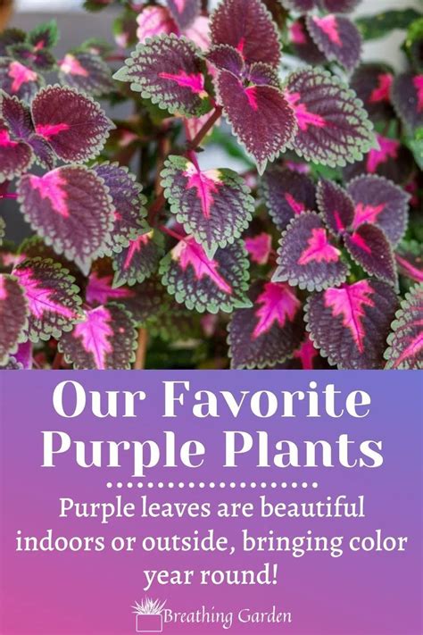 Brighten Up Your Home With Gorgeous Purple Indoor Plants