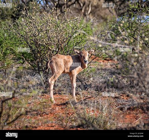 A Baby Gemsbok Antelope In Southern African Savanna Stock Photo Alamy