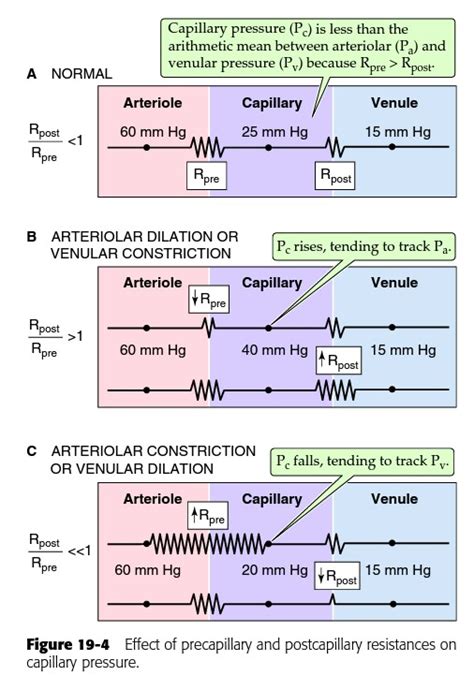 physiology - How does vasoconstriction/vasodilation change blood ...