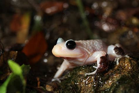 150+ Albino Frog Stock Photos, Pictures & Royalty-Free Images - iStock