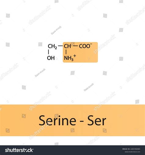 Serine Ser S Amino Acid Structure Stock Vector Royalty Free