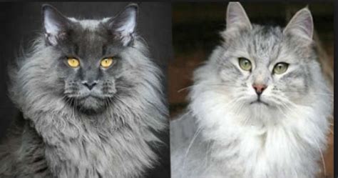 Ragdoll Maine Coon | Long Hair Cat breed - MCcompanion