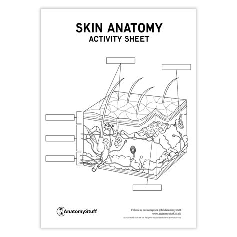 Skin Diagram Worksheet Educationcom