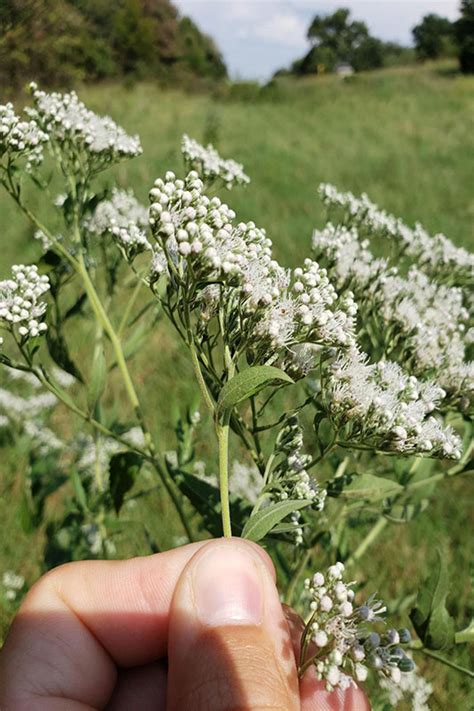 White Snakeroot | Oklahoma State University