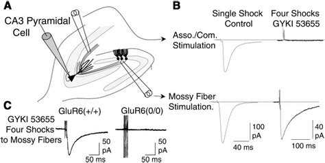 Kainate Receptors Mediate A Slow Postsynaptic Current In The