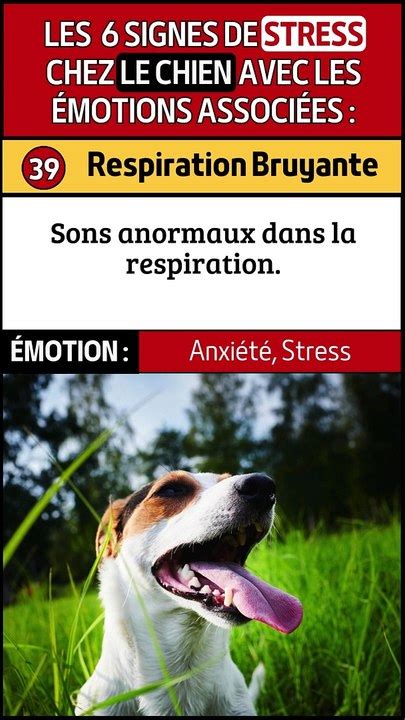 Réactions Exagérées et Grognements chez le Chien Signes de Stress