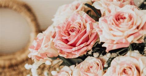 Rose | Beautypedia