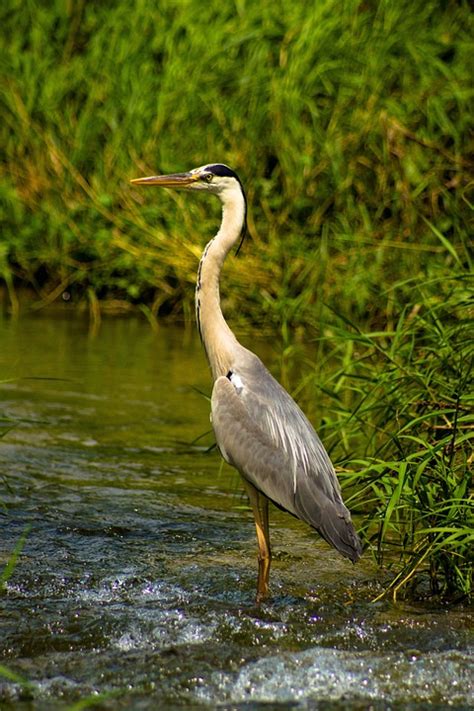 Bird Ornithology Common Heron - Free photo on Pixabay - Pixabay