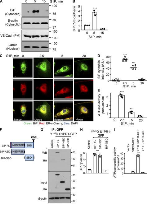 S1P Induces BiP Recruitment To The Cytosol And Activates Its ATPase