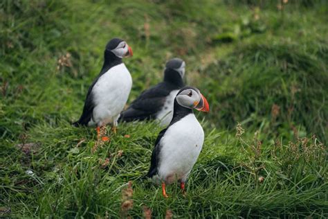 Vestmannaeyjar Island Volcanoes And Puffins Tour