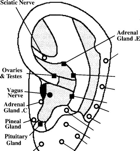 Location Of Neuro Endocrine Points On The Auricle The External Ear