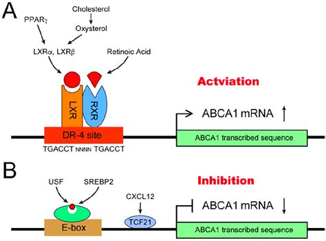 Abca1 Expression Is Regulated By Transcription Factors A Pparγ Download Scientific Diagram