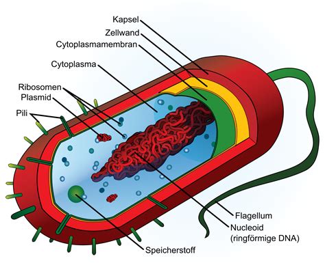 Prokaryoten Wikipedia