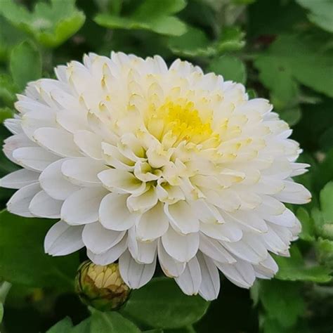 Chrysanthemum White Bouquet Farmyard Nurseries