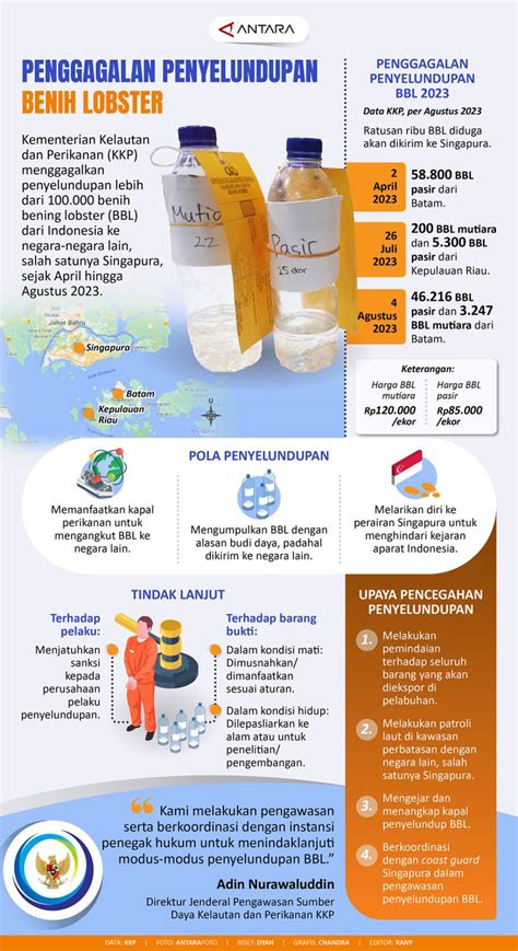 Penggagalan Penyelundupan Benih Lobster Infografik ANTARA News