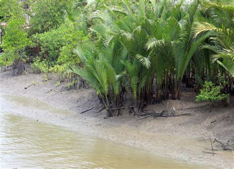 Mangrove Palm Growing In Water Stock Photo Image Of Green Clump