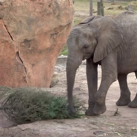 Elephants at ZooTampa get into the holiday spirit with Christmas trees