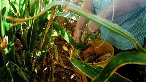 Harvesting organic vegetable. | Free Photo - rawpixel