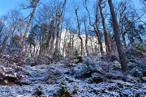 Snow Covered Forest With Sessile Oak Quercus Petraea Trees Stock