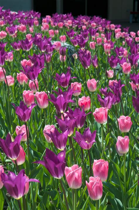 Tulip Bulbs Item 1206 Your Imminence For Sale Colorblends® Tulips Tulip Bulbs