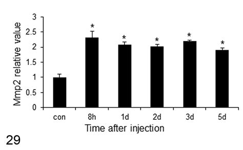 Characterization Of Immature Myofibroblasts Of Stellate Cell Or