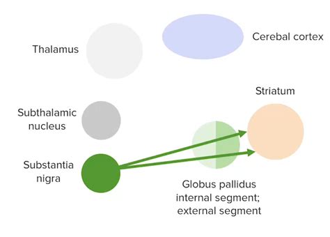 Núcleos Basales Anatomía Concise Medical Knowledge