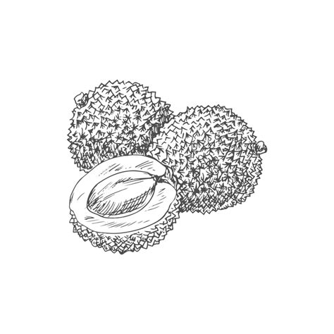 Lychee Isolated Tropical Fruit Sketch Whole And Half Tropical Drawing