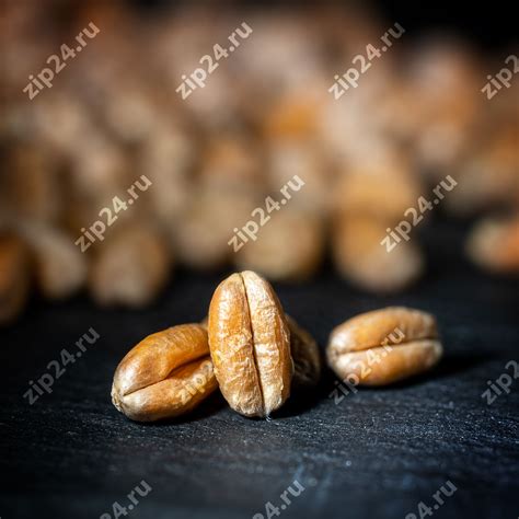 Пшеничный солод 2-5 EBC | Wheat malt | В мешках по 50 кг | Sladovny ...