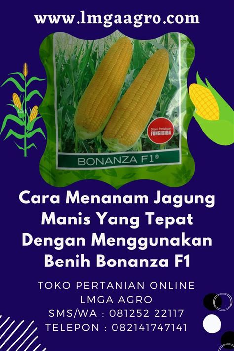 Cara Menanam Jagung Manis Yang Tepat Dengan Menggunakan Benih Bonanza