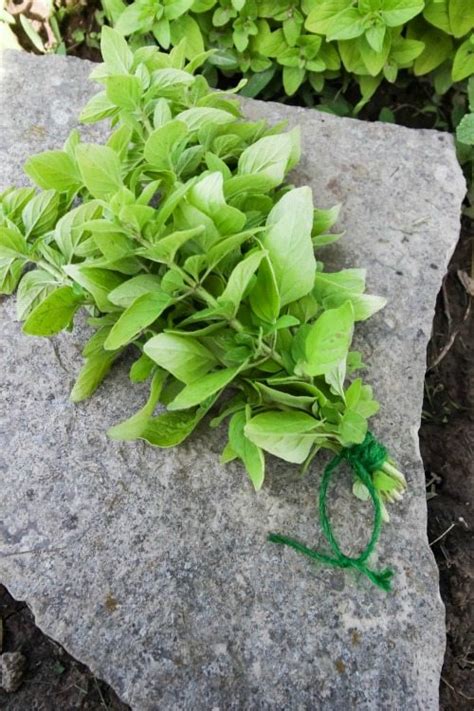 How To Harvest Dry And Store Oregano The Creek Line House