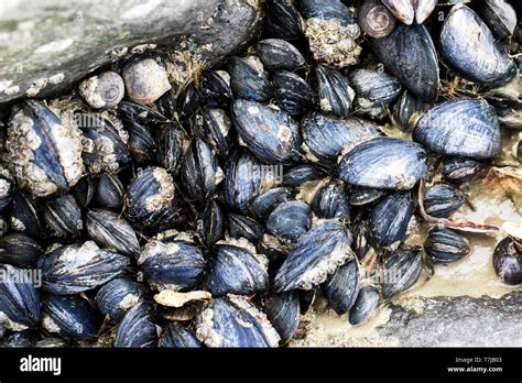 Common Mussel Mytilus Edulis Stock Photo Alamy