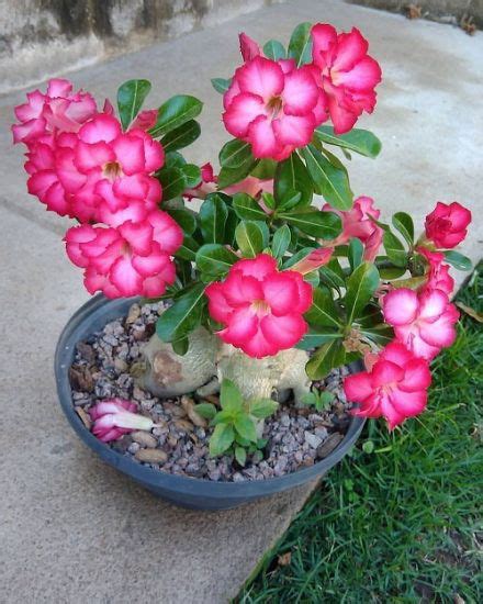 35 Stunning Types of Desert Rose Varieties | Balcony Garden Web