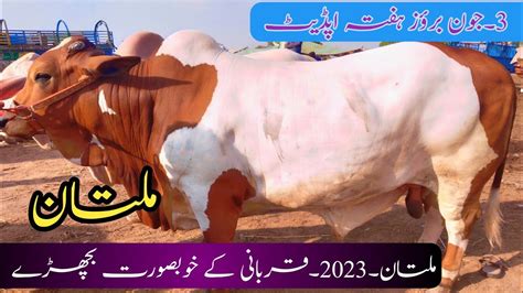 Today S Multan Cow Mandi Latest Update Qurbani K Bachray Vip