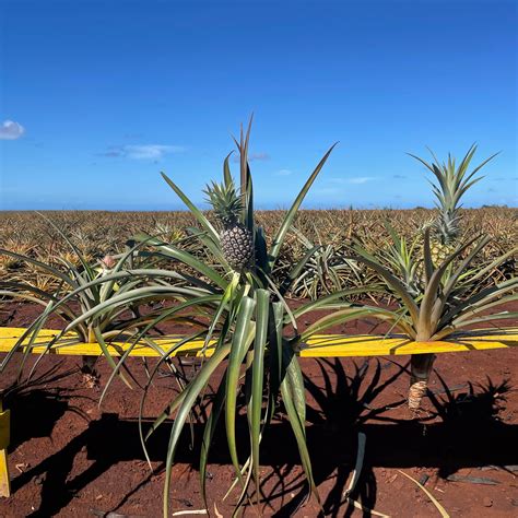 Pineapple Tree Farm