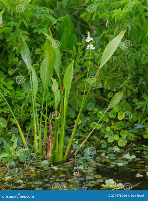 Lance Leaf Arrowhead - Sagittaria Lancifolia - is Commonly Found in