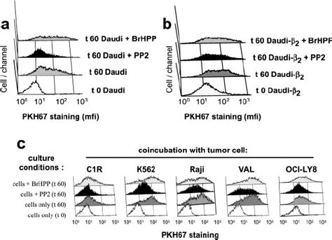 Daudi Burkitt Lymphoma And Several Other Tumor Cells Stimulate Synaptic