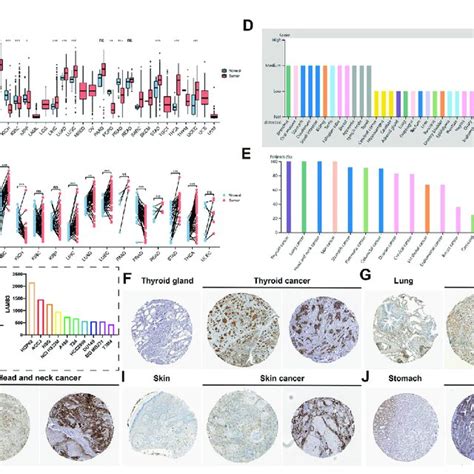 Differential Expression Of Lamb A Lamb Mrna Expression In Normal