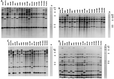 Hybridization Patterns Of Digoxigenin Labeled CDNA Probe With