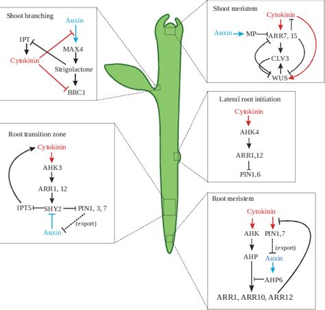 Figure 1 From Auxin And Cytokinin Interactions Regulate Primary