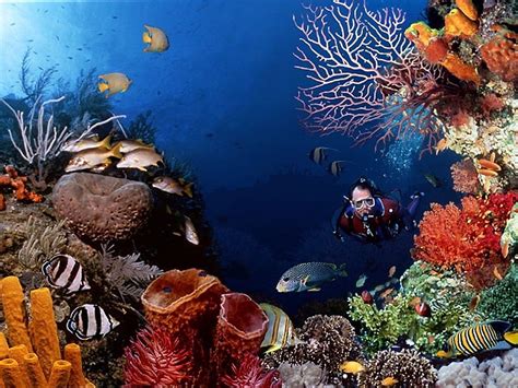 Undersea Life Marine Life Sea Life Hd Wallpaper Pxfuel