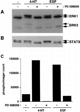 Serine 727 Phosphorylation Of STAT3 Tightly Correlates With The