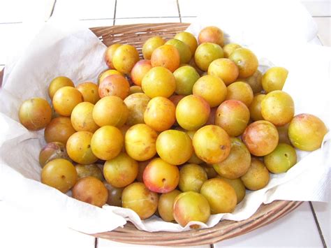 Clafoutis de prunes Le jardin de Cruik Les fleurs les légumes