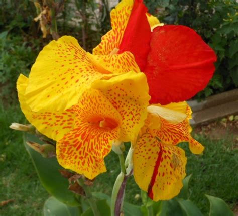 Canna Plant Growing And Care Guide For Gardeners