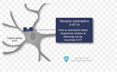 5-HT1A Receptor 5-HT Receptor Agonist Serotonin, PNG, 1024x627px, 5ht1a ...