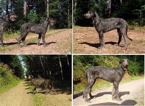 deerhound deerhounds Elevage Lilac Wind lévriers écossais