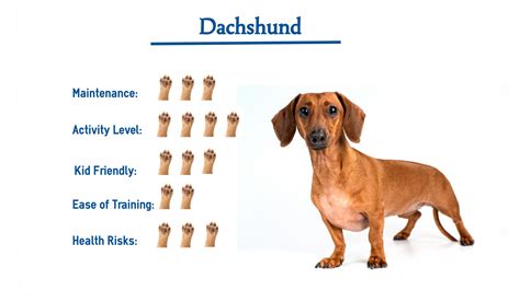 Dachshund Dog Breed… Everything You Need to Know at a Glance!