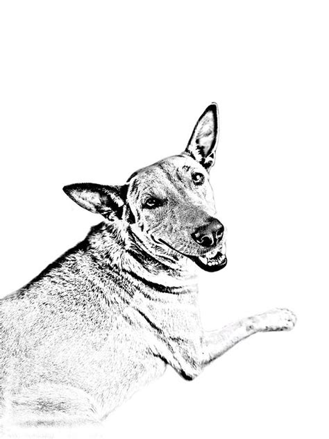 Illustration Of A Sitting Stray Dog Sketch Stock Image Image Of