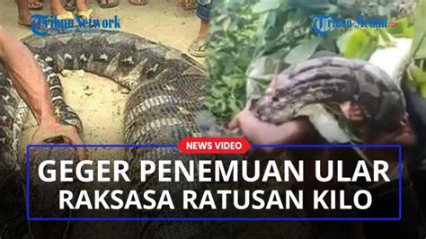 Geger Video Penemuan Ular Piton Raksasa Sepanjang 7 Meter Dengan Bobot